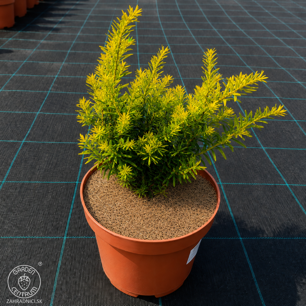 Obrázok Tis obyčajný (Taxus baccata) ´SEMPERAUREA´ - výška: 15-25 cm, kont. C3L